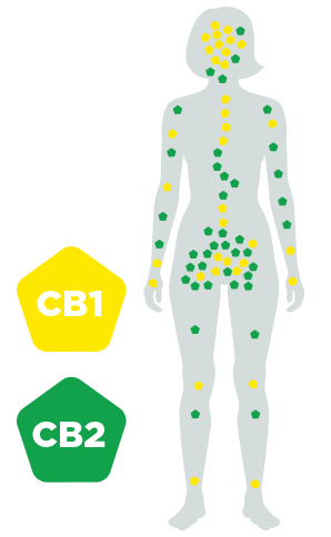 CBD Effect on the Body